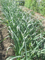 Garlic Spring Plants