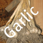 Storing Fresh Garlic