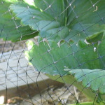 Bird Netting over Growing Strawberries