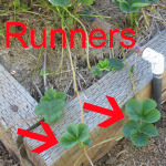 Strawberry Runners