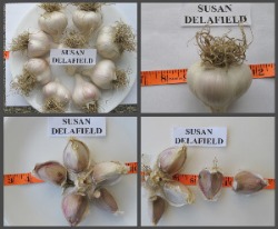 Susan Delafield Garlic Bulbs