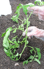 Planting Tomato