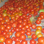 Tomatoes Ripen on Table