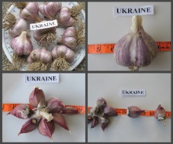 Ukraine Garlic Bulbs