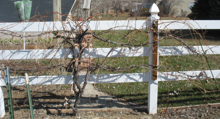 Before Pruning Grapes