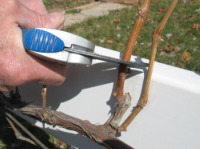 Pruning grape side branches above bud