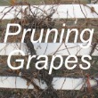 Pruning Grapes