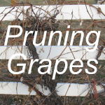 Pruning Grapes Link