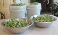 Canning Green Beans - Fresh Beans