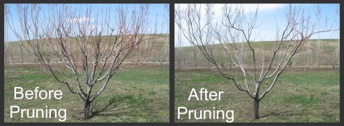 Pruning Peach Trees Before and After