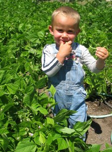 Child Eating Green Beans in Vegetable Garden