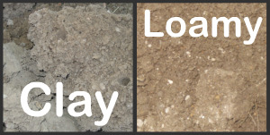 Types of Soil - Clay and Loamy