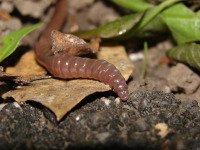 Garden Earthworm