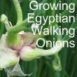Growing Egyptian Walking Onions