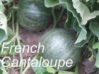 Growing French Cantaloupe