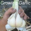 Growing Garlic Bulbs