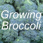 Growing Broccoli Link
