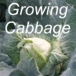 Growing Cabbage