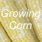 Growing Corn
