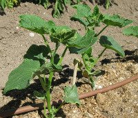 Young Cucumber Plant