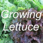 Growing Lettuce Link