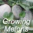 Growing Melons