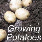 Growing Potatoes Link