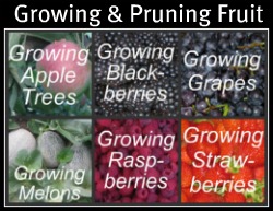 Growing and Pruning Fruit