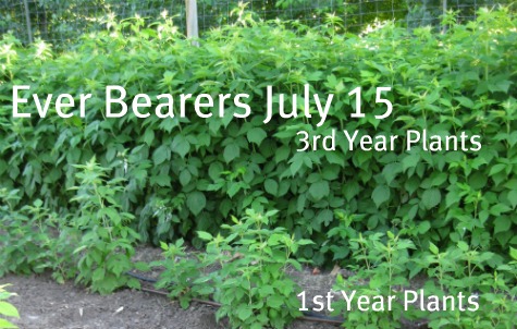 Ever Bearer Raspberries July 15