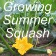 Growing Summer Squash