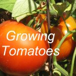 How to Grow Tomatoes Link