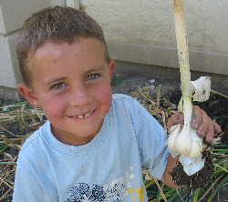 Holding Large Garlic Bulb