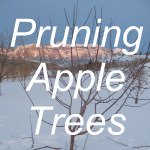 Pruning Apple Trees
