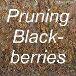 Pruning Blackberries Link
