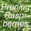 Pruning Raspberries
