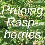 Pruning Raspberries Link