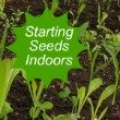 Starting Seeds Indoors