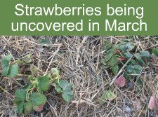 Uncovering Strawberries in March