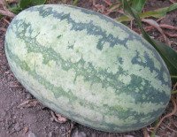 Growing Watermelon