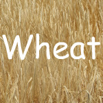 Wheat Recipes