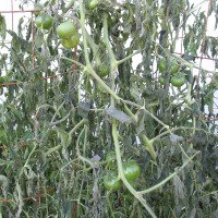 Frozen Tomato Plants