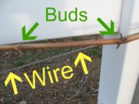 Pruning grapes buds and wire trellis