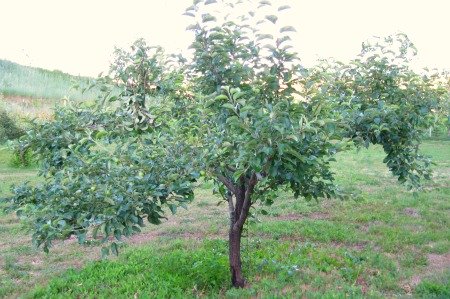 Pruned Apple Tree With Leaves