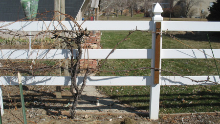 Pruning Grapes Halfway Done