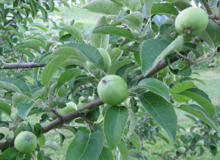 Thinned Apple Tree