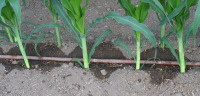Drip System Corn Close Up
