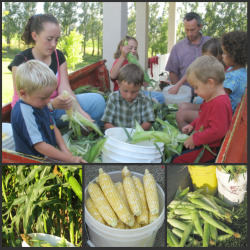 Family Shucking Corn