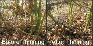 Before and After Thinning Blackberries