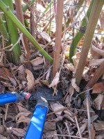 Pruning out old blackberry canes
