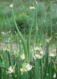 Egyptian Walking Onion